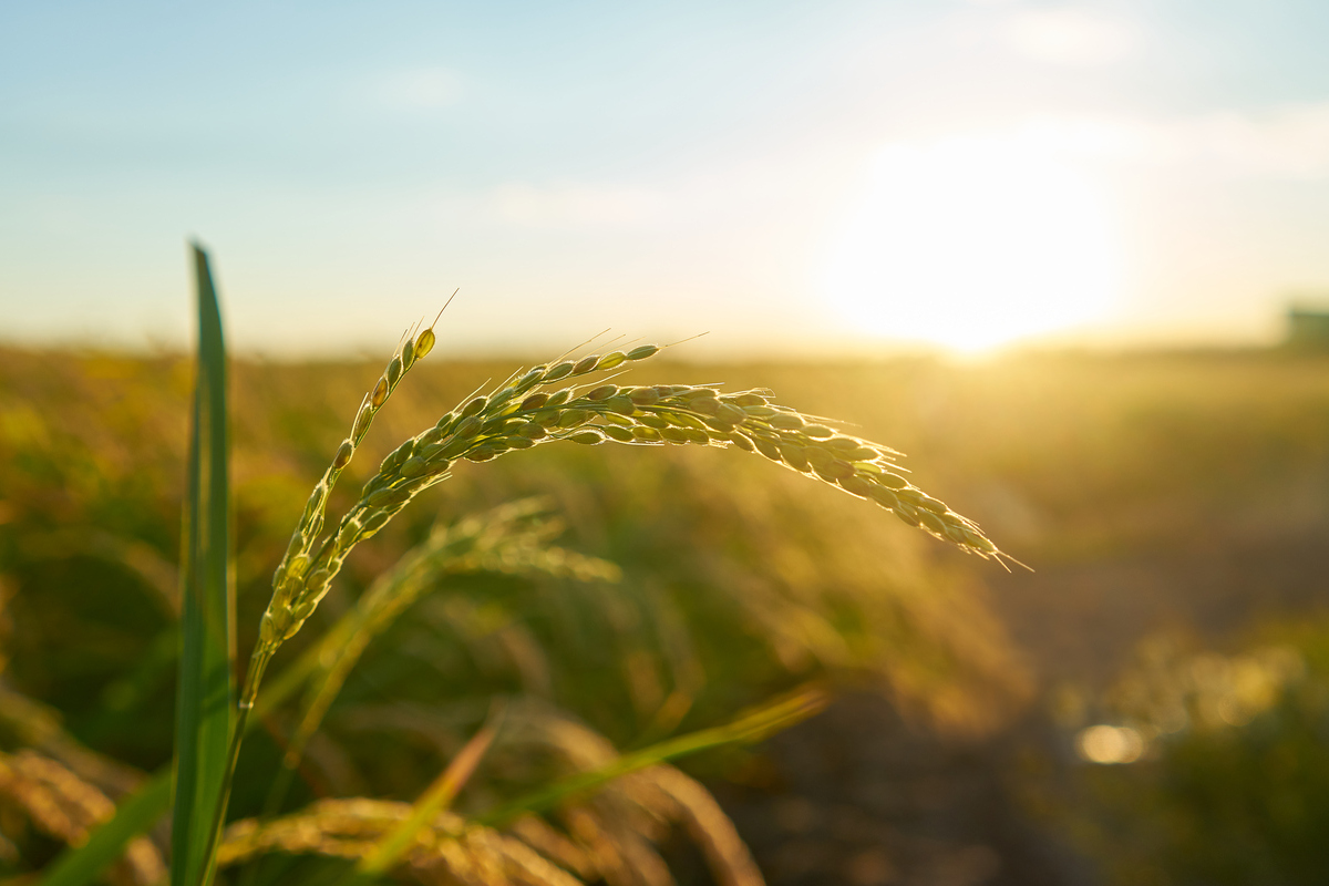 Consultoria em Marketing Digital para Agronegócio funciona